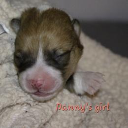 Danny's girl - Sable female Pembroke Welsh Corgi puppy in Purcellville, Virginia from Rhone River Farm Pembroke Welsh Corgis