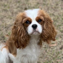 Luna - Cavalier King Charles Spaniel