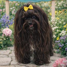 Zelda - Yorkshire Terrier
