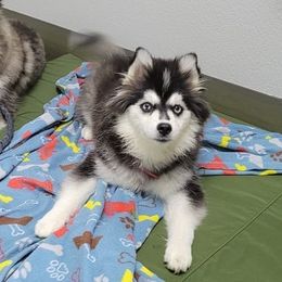 Juliet - Pomsky