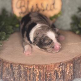 Twilight (Sparkle) - Blue merle female Australian Shepherd puppy in California from Eagle River Aussies