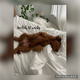 Goldendoodle Puppies from Stella’s Stunning Goldendoodles of VA