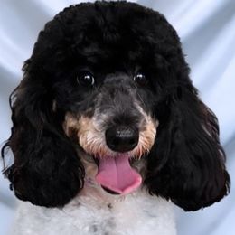 Miley - Poodle