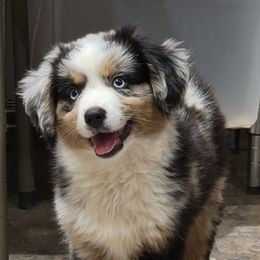 Miniature Australian Shepherds from K&L Aussies
