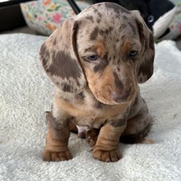 Henry - Dapple male Dachshund puppy in Paso Robles, California from Nicole's Dachshunds