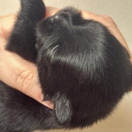Amadeus - Black male Pomeranian puppy in Palatka, Florida from Sugarland Pomeranians