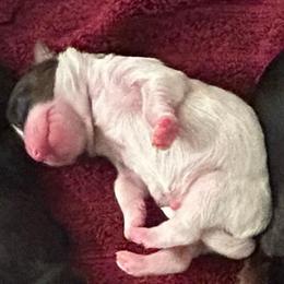 Rodeo - Parti male Yorkshire Terrier puppy in Bryan, Texas from Shayle's Yorkie Pups