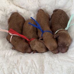 Poodle puppies from Midwest Miniature Poodles