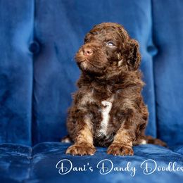 Macchiato - Red tri-color male Aussiedoodle puppy in Roebuck, South Carolina from Dani's Dandy Doodles