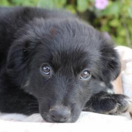 Neville - Black tri-color male Australian Shepherd puppy in Hillsboro, Ohio from Sugar Grove Farms