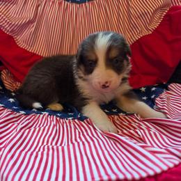 Valor - Tri-color male Border Collie puppy in Watsontown, Pennsylvania from Kate Gresham