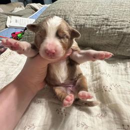 Light blue - Red merle female Australian Shepherd puppy in Bethel, Minnesota from Aussie Tree-O
