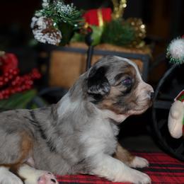 Sadie - Blue merle female Australian Shepherd puppy in Marshall, Texas from Flying S Aussies
