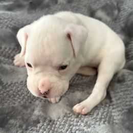 Luna - White female Boxer puppy in Ocala, Florida from Bowers Boxers