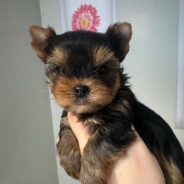 Louie - Black and gold male Yorkshire Terrier puppy in Fredericksburg, Indiana from Yorkie Blessings