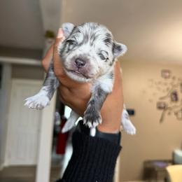Boy 1 - Blue merle male Pomeranian puppy in Woonsocket, Rhode Island from Precious Paws by Jai