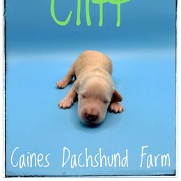 Cliff - Cream male Dachshund puppy in Cincinnati, Ohio from Caines Dachshund Farm