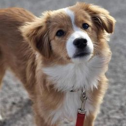 Miniature Australian Shepherds and Toy Australian Shepherds from Northern Roots Aussies