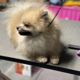 Lawson - Pomeranian