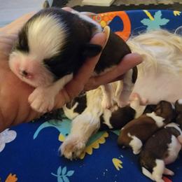 Shih Tzu Puppies from Trinity Shihtzu's So Calif