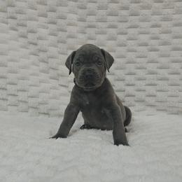 Light purple collar - Gray female Cane Corso puppy in Fritch, Texas from Carrie Brown's Cane Corsos