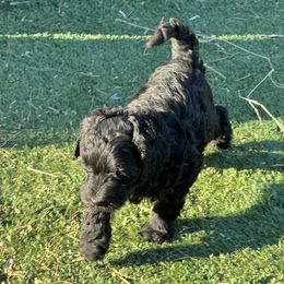 Goldendoodle Puppies from Arizona Doodles