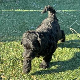 Goldendoodle Puppies from Arizona Doodles