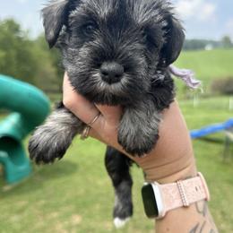 Light Purple Girl - Salt and pepper female Miniature Schnauzer puppy in Floyd, Virginia from Little River Puppies