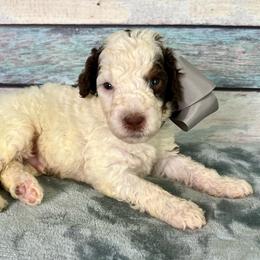 Silver Boy - Brown and white male Bernedoodle puppy in The Woodlands, Texas from Gracie's Goldendoodles and Bernedoodles of The Woodlands