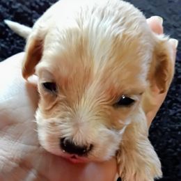 Girl 3 - female Cavapoo puppy in Salisbury, North Carolina from Carolina Canines