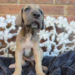 Tonks - Fawn female Great Dane puppy in Arlington, Texas from Scoober Danes