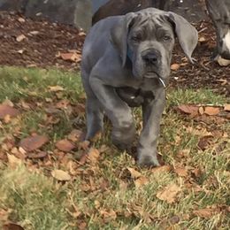 Great Dane Puppies from Blue Envy Great Danes
