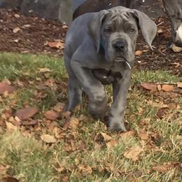 Great Dane Puppies from Blue Envy Great Danes