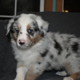 Jerry - Blue merle male Australian Shepherd puppy in Altmar, New York from E&C Australian Shepherds