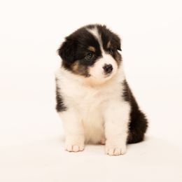 Girl 1 - female Australian Shepherd puppy in Mattawan, Michigan from EarlyUp Australian Shepherds
