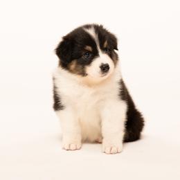 Girl 1 - female Australian Shepherd puppy in Mattawan, Michigan from EarlyUp Australian Shepherds