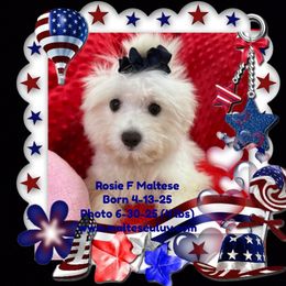Rosie F Maltese - White female Maltese puppy in Silverhill, Alabama from Malteseuluv’s Tiny Treasurers