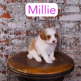 Millie - Red female Cavapoo puppy in Calhoun, Georgia from Happy Top Doodles