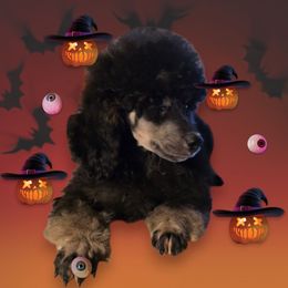 Logan - Phantom male Poodle puppy in Decateur, Texas from Symphony Miniature Poodles