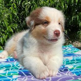 Kiani-Red Merle girl 1 - Red merle female Australian Shepherd puppy in Castle Rock, Washington from Zoolo Kennels “HOF”