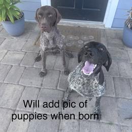 German Shorthaired Pointer Puppies from Star Bright Kennels