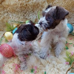 Miniature Schnauzers from Utah house of schnauzers and doodles