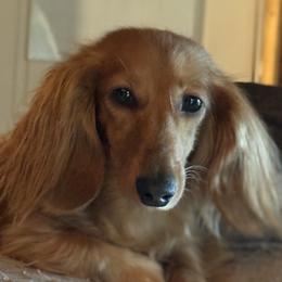 Sage - Dachshund