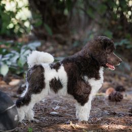 Poodle Puppies from Mystic Moon Poodles