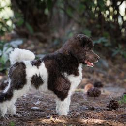 Poodle Puppies from Mystic Moon Poodles