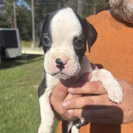 Lydia - Fawn female Boxer puppy in Ocala, Florida from Bowers Boxers