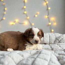 Segar Giles - Red tri-color male Australian Shepherd puppy in Statesville, North Carolina from Charming Australian Shepherds
