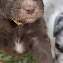 Newfypoo Puppies from Green Acres Newfypoos