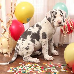 Kiya - Seeking Guardian home - Blue and white female Great Dane puppy in Ottumwa, Iowa from Robin's Great Danes