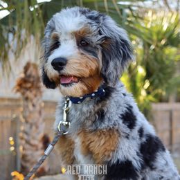 Garth Brooks - Bernedoodle